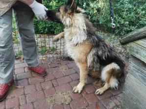 Artur G., który uprowadził dziecko Agnieszce Potapińskiej z Dębna (województwo zachodniopomorskie) niemal zagłodził własne psy! Interweniowały służby, bo jego owczarki niemieckie mogły zdechnąć we własnych odchodach!