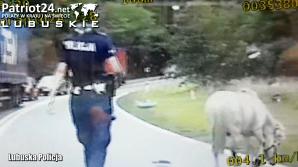 Biegną konie po… krajówce – policjanci zaopiekowali się kucykiem, który uciekł właścicielowi