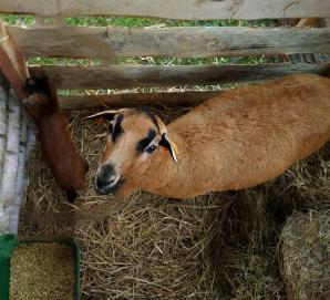 [VIDEO] Ukradł 4-dniowego baranka z żywej szopki - dzielnicowy uratował życie maleństwa