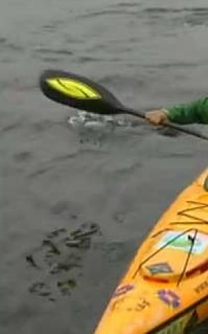 Obiegł świat, teraz płynie Wisłą pod prąd