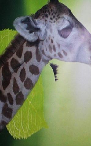 Fotobudka w warszawskim zoo