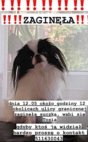 W Łodzi zaginęła suczka rasy Chin Japoński. Właścicielka - przyjaciółka Krzysztofa Rutkowskiego - prosi o pomoc w odnalezieniu