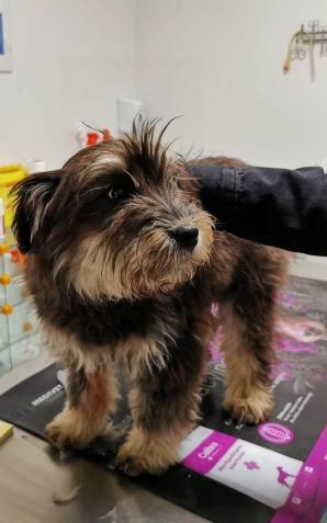 [VIDEO] Wyrzucił psa z auta. Policjant nagrał video. Został pociągnięty do odpowiedzialności