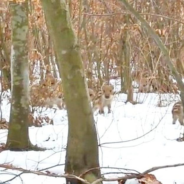 [VIDEO] Spacer z dzikami