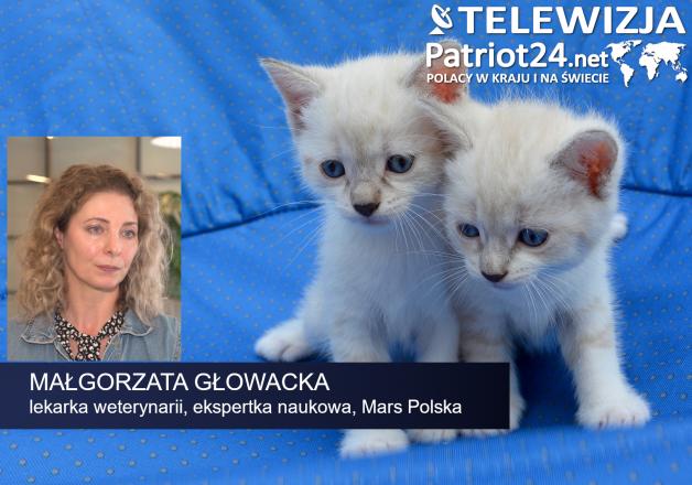 [VIDEO] Prawie milion domowych zwierząt w Polsce jest bezdomnych. W wakacje więcej czworonogów trafia na ulice
